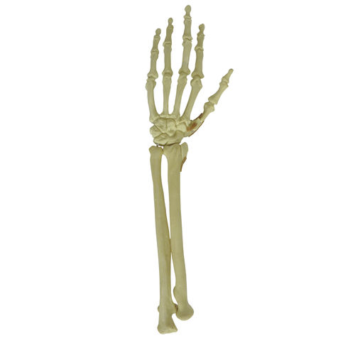 Modello anatomico osseo - 9706 - Nacional Ossos - di polsi / per chirurgia ortopedica / didattico