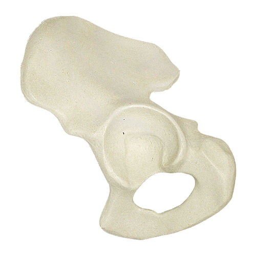 Modello anatomico osseo - 2027 - Nacional Ossos - di emibacino / per chirurgia ortopedica / in poliuretano