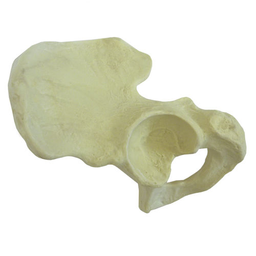 Modello anatomico osseo - 1007 - Nacional Ossos - di emibacino / didattico / in poliuretano