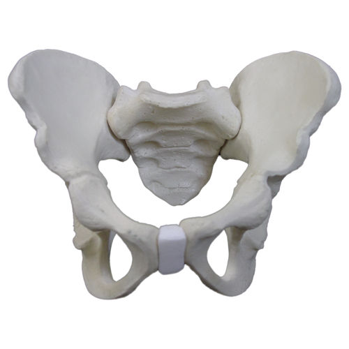 Modello anatomico osseo - 2044 - Nacional Ossos - di bacino / pediatrico / in poliuretano