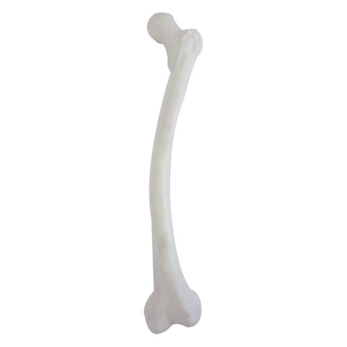 Modello anatomico osseo - 2025DMVL - Nacional Ossos - di femore / per chirurgia ortopedica / didattico