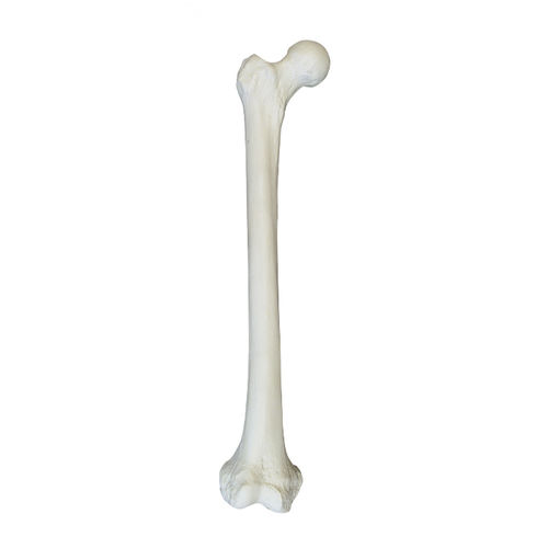 Modello anatomico osseo - 2030B - Nacional Ossos - di femore / per chirurgia ortopedica / didattico