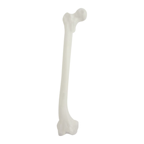 Modello anatomico osseo - 2030DDVR - Nacional Ossos - di femore / per chirurgia ortopedica
