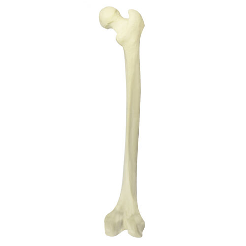 Modello anatomico osseo - 2030BESP - Nacional Ossos - di femore / per chirurgia ortopedica / didattico