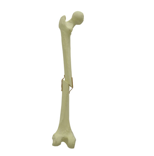 Modello anatomico osseo - 9704 - Nacional Ossos - di femore / per chirurgia ortopedica / didattico
