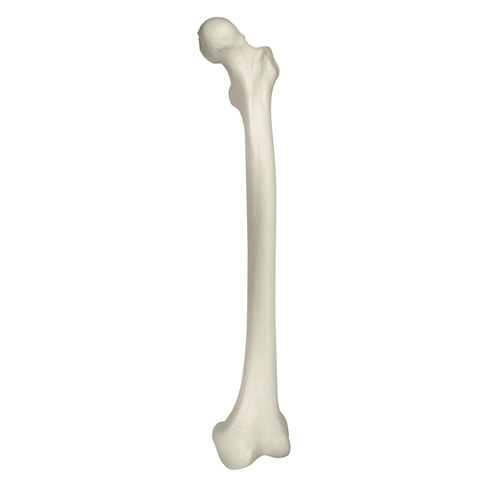 Modello anatomico osseo - 1010 - Nacional Ossos - di femore / in poliuretano