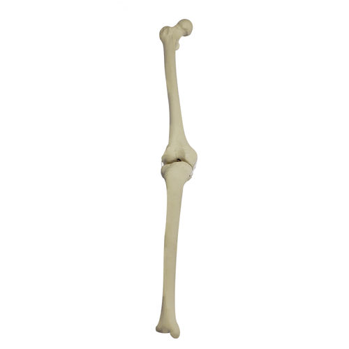 Modello anatomico osseo - 2040BDESP - Nacional Ossos - per ginocchio / di tibia / di femore
