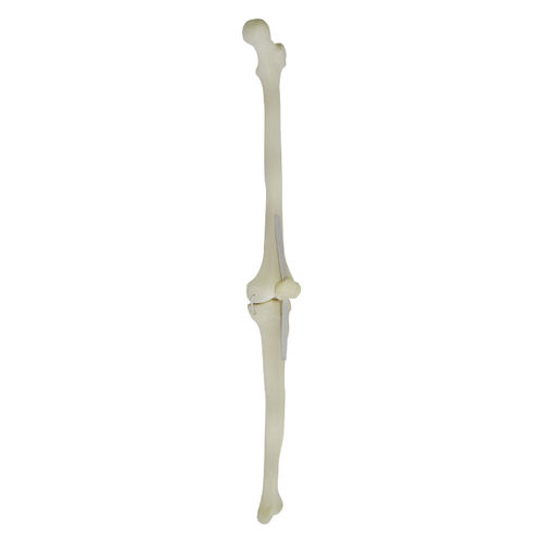 Modello anatomico osseo - 1010LP - Nacional Ossos - di rotula / di tibia / di femore