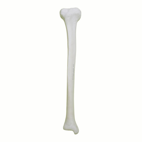 Modello anatomico osseo - 2031 - Nacional Ossos - di tibia / per chirurgia ortopedica / didattico