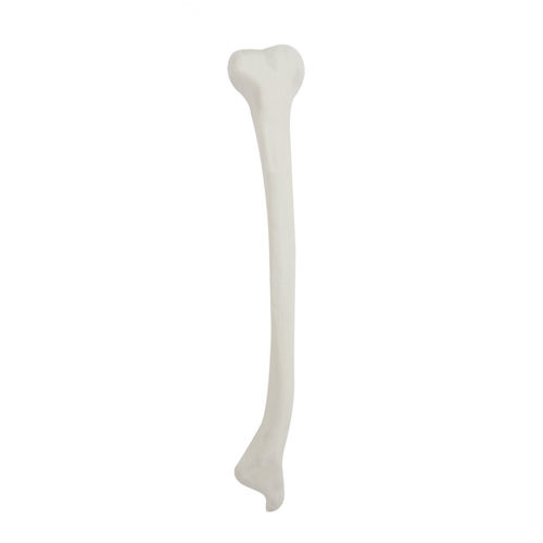 Modello anatomico osseo - 2031DDVL - Nacional Ossos - di tibia / didattico