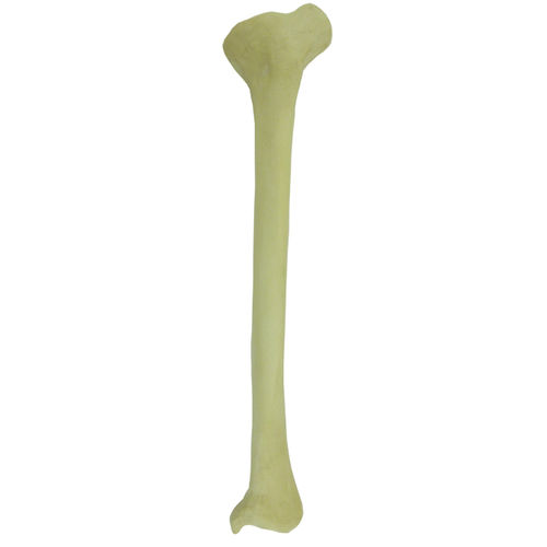 Modello anatomico osseo - 2026DPVR - Nacional Ossos - di tibia / didattico