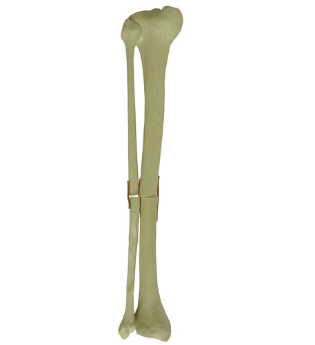 Modello anatomico di osso spugnoso - 9700 - Nacional Ossos - midollare / di tibia / di perone