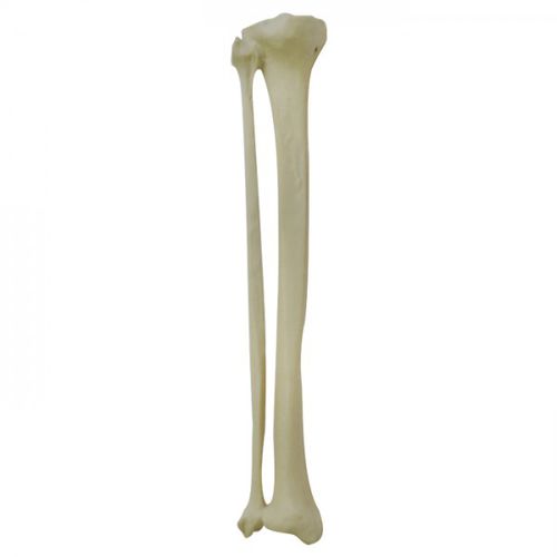 Modello anatomico osseo - 2026BESP-1 - Nacional Ossos - di tibia / di perone / per chirurgia ortopedica