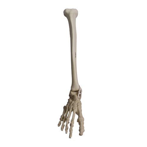 Modello anatomico osseo - 2031PI - Nacional Ossos - di tibia / di piede / di caviglia