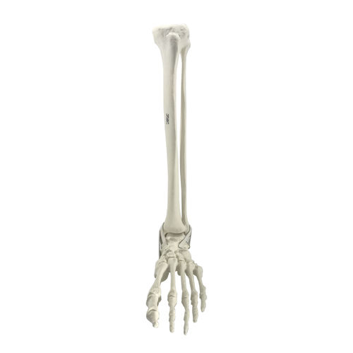 Modello anatomico osseo - 2026PI - Nacional Ossos - di tibia / di piede / di caviglia