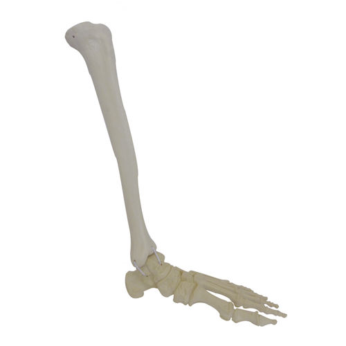 Modello anatomico di tibia - 1011PI - Nacional Ossos - di piede / di caviglia / per chirurgia ortopedica