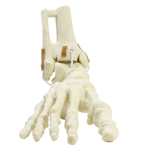 Modello anatomico osseo - 9699 - Nacional Ossos - di tibia / di perone / di piede