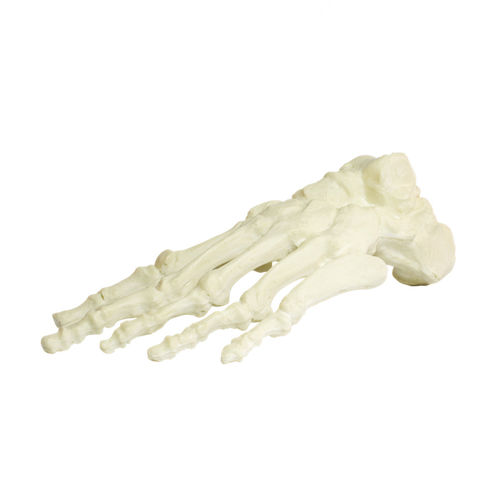 Modello anatomico osseo - 1006 - Nacional Ossos - di piede / per chirurgia ortopedica / didattico