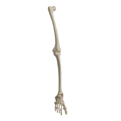 Modello anatomico osseo - 2030PC - Nacional Ossos - di gamba / di piede / in poliuretano