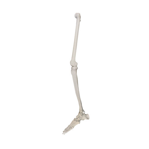 Modello anatomico osseo - 1010PC - Nacional Ossos - di gamba / di piede / per chirurgia ortopedica