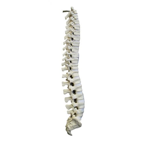 Modello anatomico di colonna vertebrale - 5003 - Nacional Ossos - per chirurgia del rachide / didattico / in poliuretano