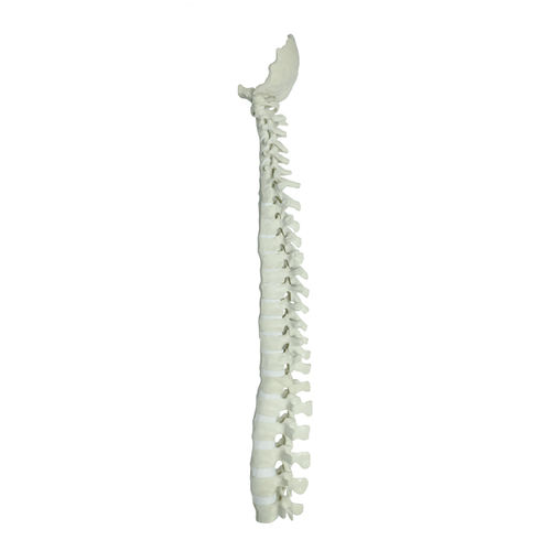 Modello anatomico di colonna vertebrale - 5004 - Nacional Ossos - per chirurgia del rachide / didattico / in poliuretano