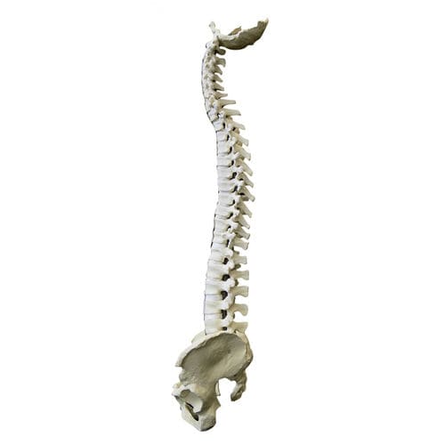 Modello anatomico di bacino - 5006 - Nacional Ossos - di colonna vertebrale / flessibile