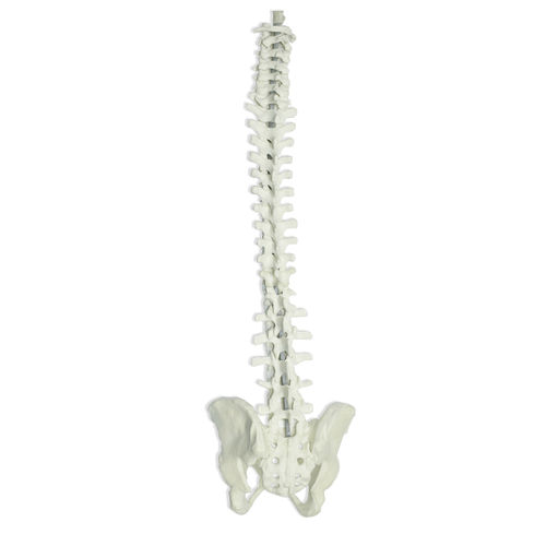 Modello anatomico di bacino - 5009 - Nacional Ossos - di rachide / didattico / flessibile