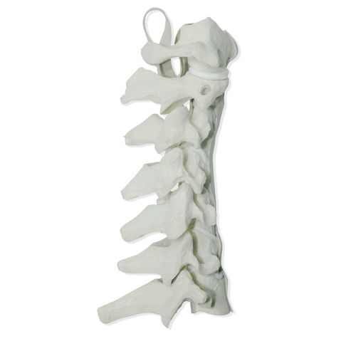 Modello anatomico colonna vertebrale cervicale - 5010 - Nacional Ossos - per chirurgia del rachide / didattico / in poliuretano
