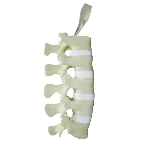 Modello anatomico di colonna vertebrale lombare - 5011 - Nacional Ossos - per chirurgia del rachide / didattico / in poliuretano