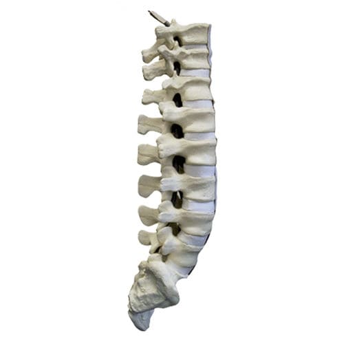 Modello anatomico di colonna vertebrale lombare - 5013 - Nacional Ossos - di osso sacro / per chirurgia del rachide / didattico
