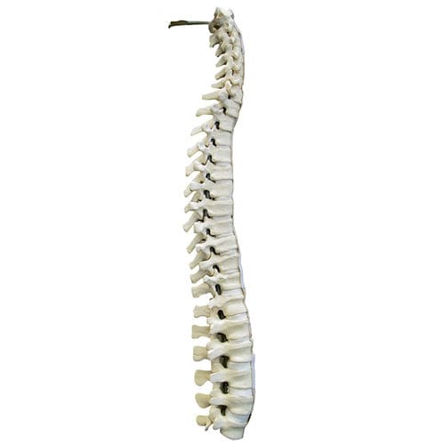 Modello anatomico di colonna vertebrale - 5015 - Nacional Ossos - per chirurgia del rachide / didattico / in poliuretano