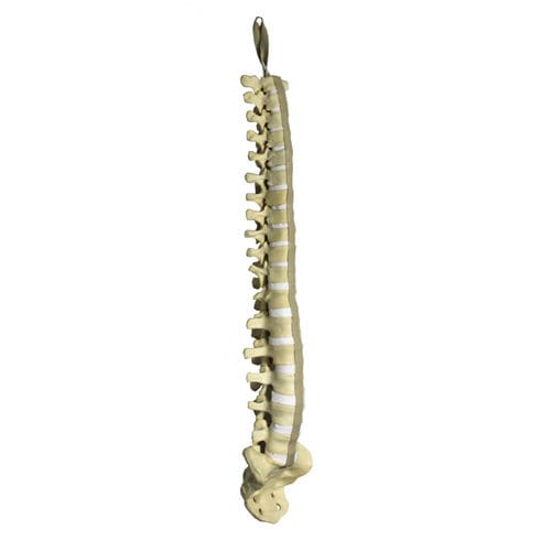 Modello anatomico di colonna vertebrale - 5016 - Nacional Ossos - per chirurgia del rachide / didattico / in poliuretano