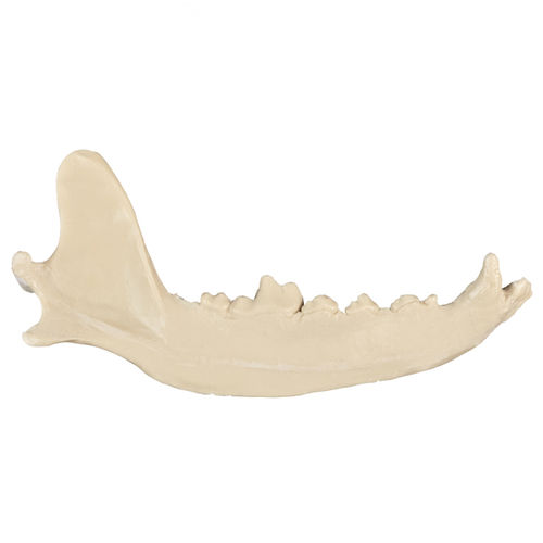 Modello anatomico osseo - AV111D - Nacional Ossos - di mandibola / canino / in poliuretano