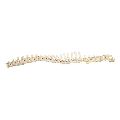 Modello anatomico di rachide - AV418 - Nacional Ossos - per chirurgia / didattico / canino