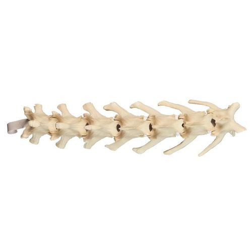 Modello anatomico di colonna vertebrale lombare - AV411 - Nacional Ossos - per chirurgia / canino / in poliuretano