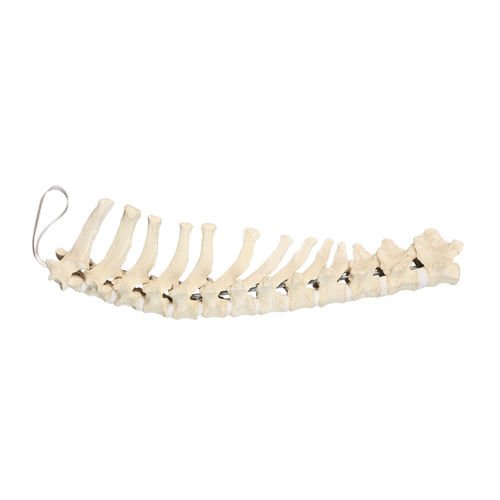 Modello anatomico di vertebre toraciche - AV414 - Nacional Ossos - per chirurgia ortopedica / didattico / canino