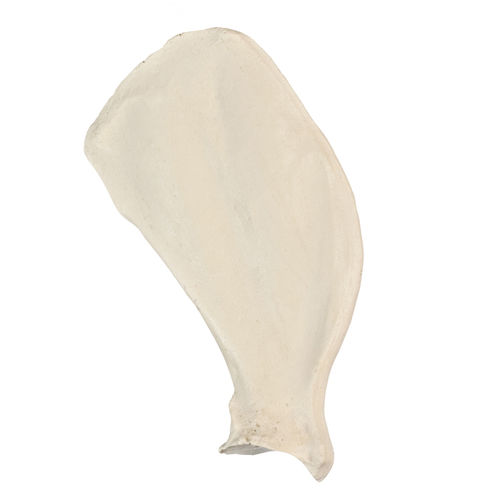 Modello anatomico osseo - AV550 - Nacional Ossos - di scapola / per chirurgia / didattico