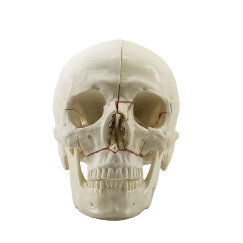 Modello anatomico di cranio - 10559 - Nacional Ossos - per chirurgia ortopedica / ad uso didattico / in poliuretano