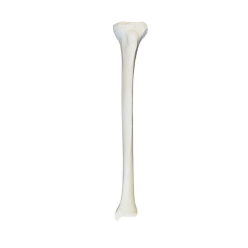 Modello anatomico osseo - 2031B - Nacional Ossos - di femore / per chirurgia ortopedica / in poliuretano