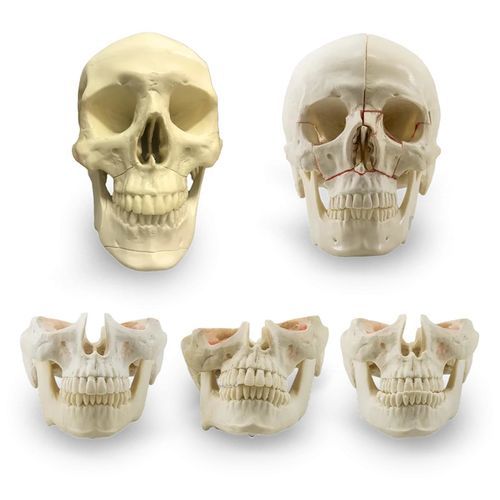 Modello anatomico di cranio - 12957 - Nacional Ossos - di mascella / facciale / per chirurgia odontoiatrica