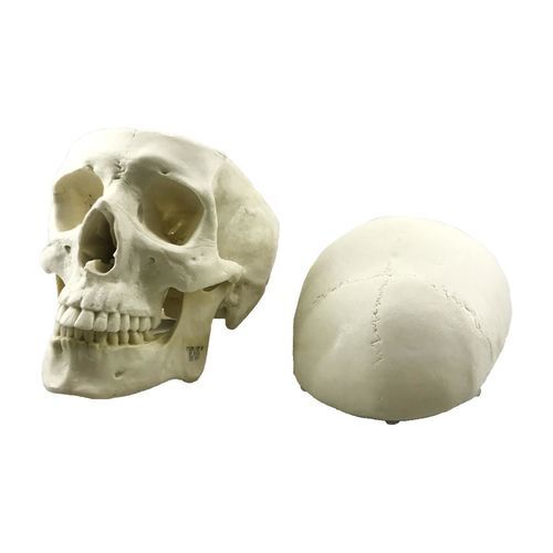 Modello anatomico di cranio - 9017 - Nacional Ossos - cranico / intracranico / per chirurgia