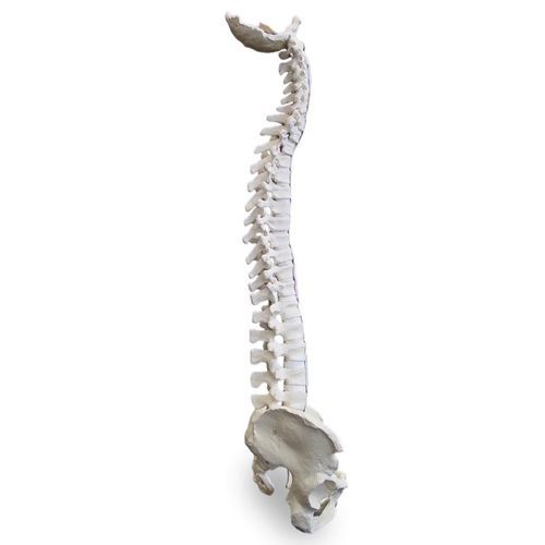 Modello anatomico di bacino - 5006 - Nacional Ossos - di colonna vertebrale / flessibile