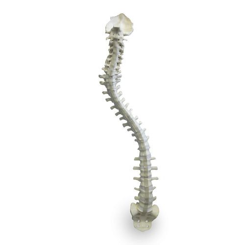 Modello anatomico di colonna vertebrale - 5005F - Nacional Ossos - per chirurgia del rachide / ad uso didattico / flessibile