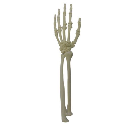 Modello anatomico osseo - 2012  - Nacional Ossos - di radio / di cubito / di mano