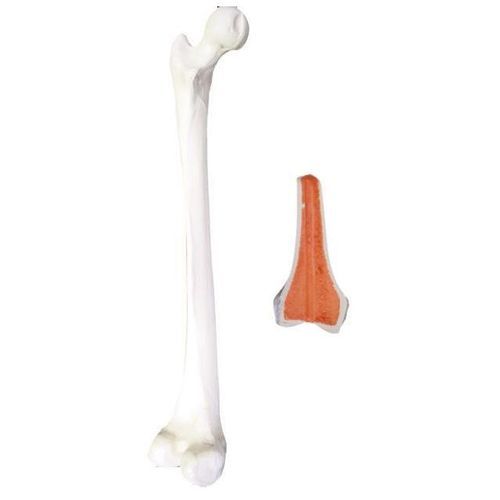 Modello anatomico osseo - 2030BESP - Nacional Ossos - di femore / per chirurgia ortopedica / didattico