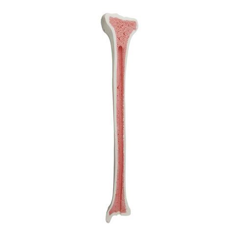 Modello anatomico osseo - 2031BESP - Nacional Ossos - di tibia / per chirurgia / didattico