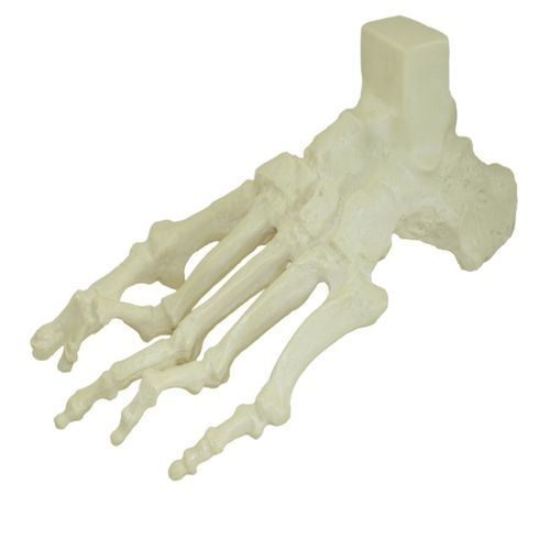 Modello anatomico osseo - 1006-01 - Nacional Ossos - di piede / per chirurgia / didattico
