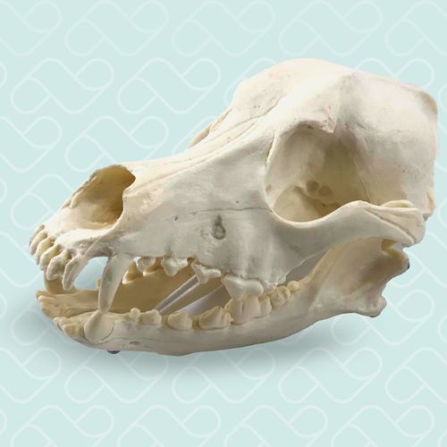Modello anatomico intracranico - 11866 - Nacional Ossos - cranico / di cranio / per chirurgia ortopedica