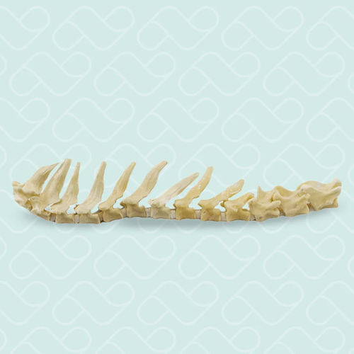Modello anatomico toracico - 12801 - Nacional Ossos - di vertebre toraciche / vertebrale / di rachide